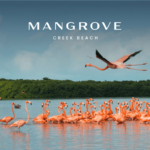 Mangrove at Dubai Creek Beach