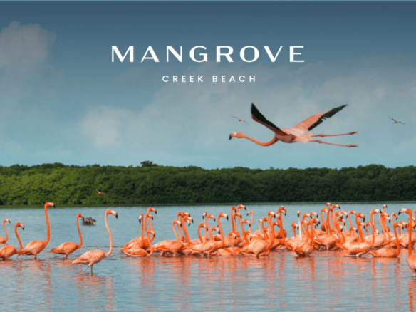 Mangrove at Dubai Creek Beach