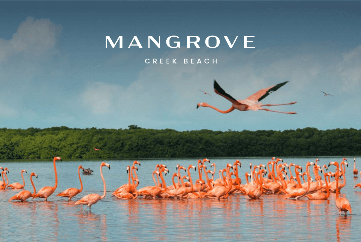 Mangrove at Dubai Creek Beach